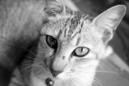 Grayscale Photo of Cat