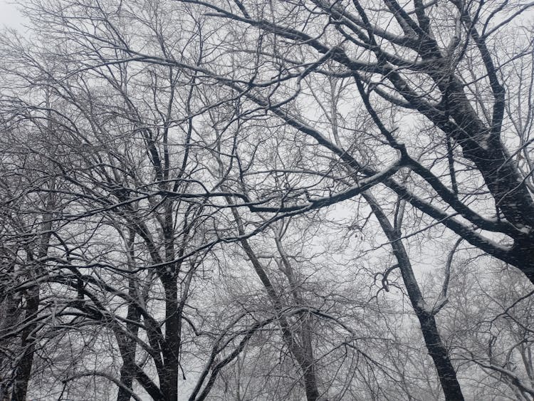 Tree Crowns Covered In Snow