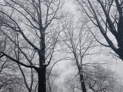 Free Leafless Trees Under White Sky Stock Photo