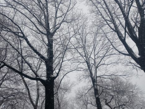 Captivating view of bare trees enshrouded in snow, capturing winter's serene beauty.