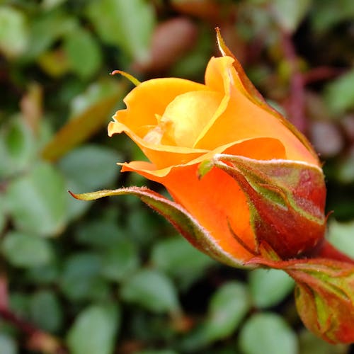 Orange Rose Bud Close-up Photography