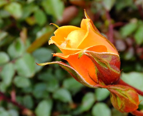 бесплатная Оранжевый бутон розы крупным планом Стоковое фото
