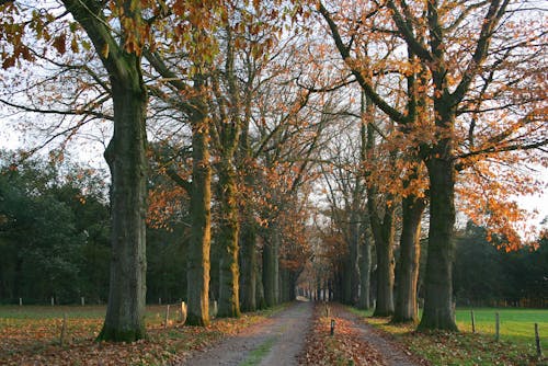 Brown Trees on Brown Dirt Road