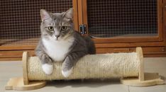 一只可爱的灰白色虎斑猫懒洋洋地躺在室内的木制猫抓挠器上