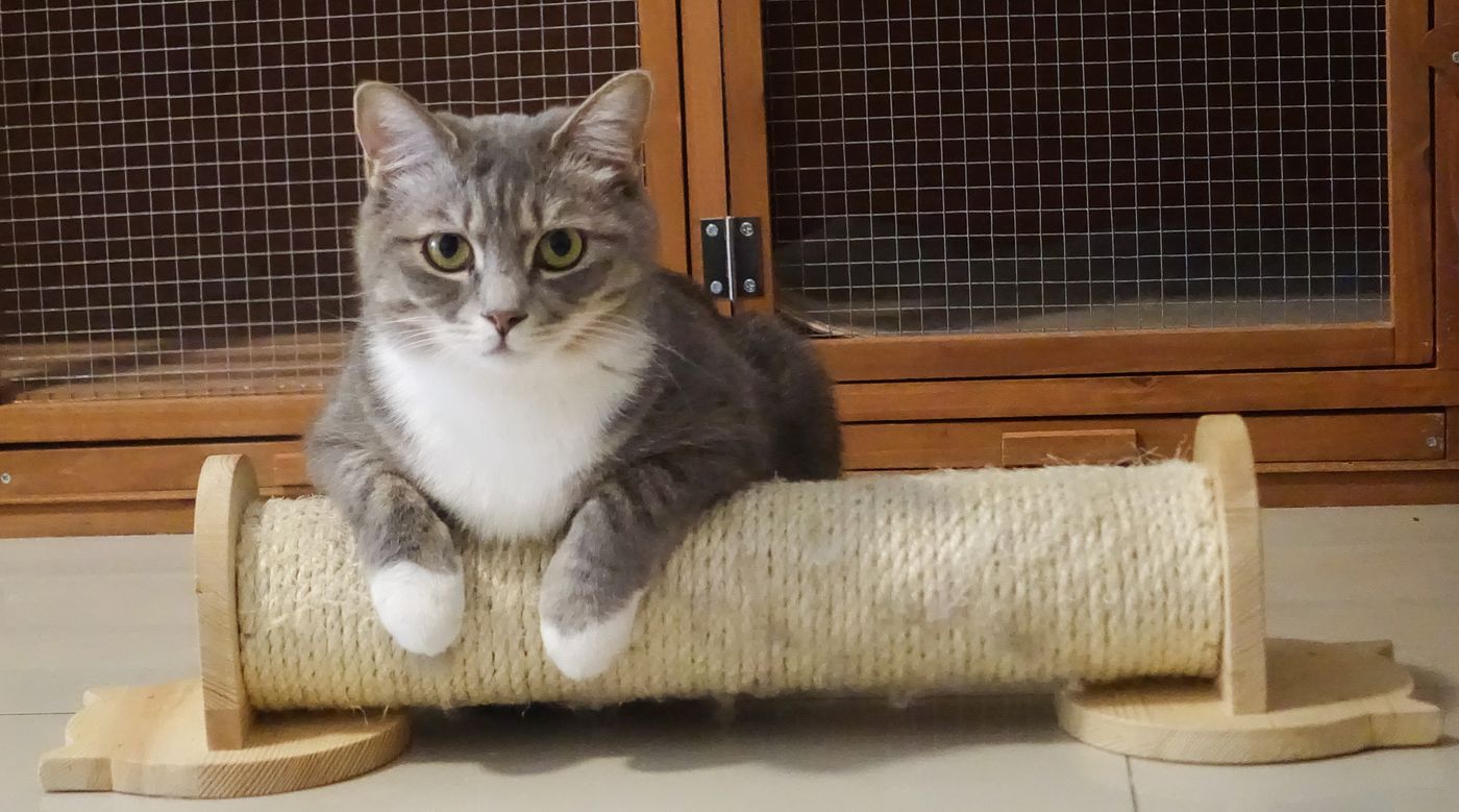 Cat relaxing on a wooden pet scratcher indoors
