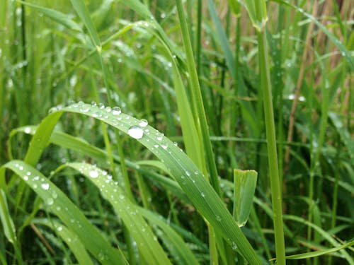 Foto stok gratis alam, basah, daun rumput