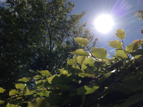 Foto d'estoc gratuïta de després, estiu, planta