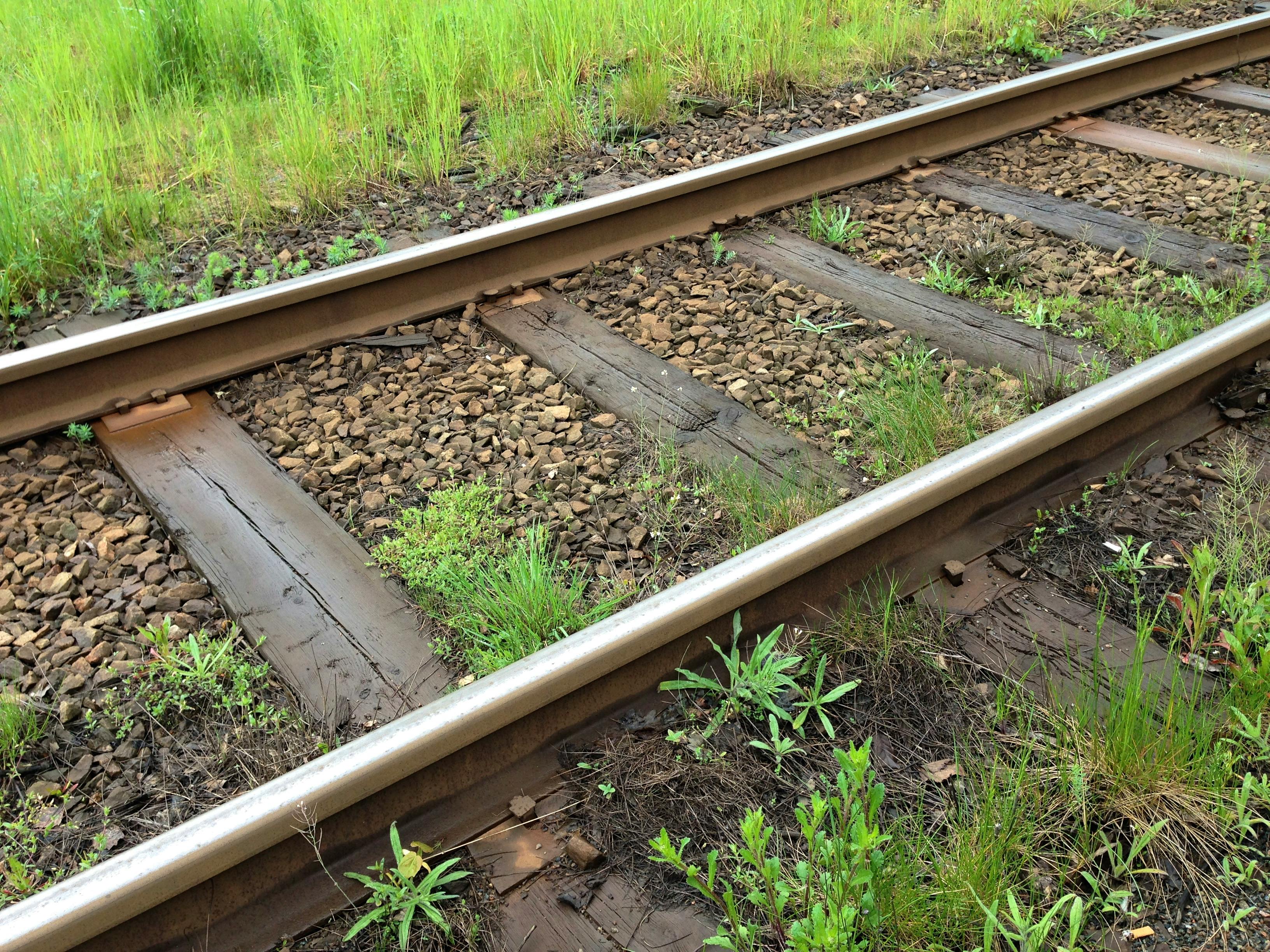 Free stock photo of cat, drinking, drinking water