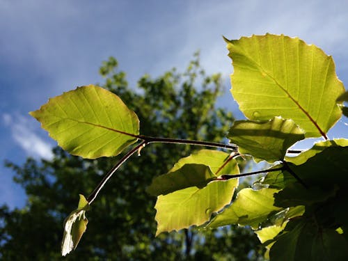 Free stock photo of green, nature, plant