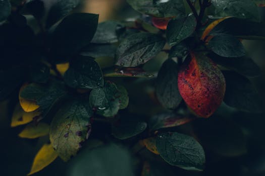 Dark green and vibrant leaves covered in raindrops, creating a moody and natural atmosphere.