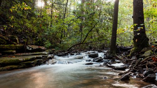 Free Tranquil creek flowing through lush forest on Signal Mountain, TN, USA. Stock Photo