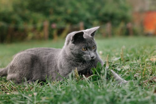 A Gray Cat Lying on the Grass