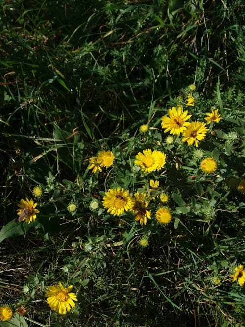 Beautiful Yellow Flowers on Green Grass