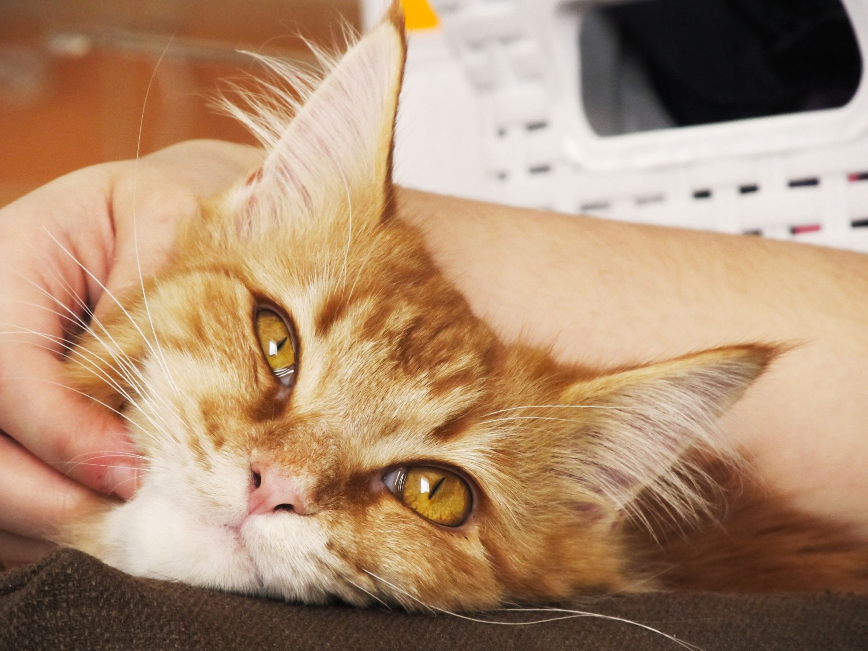 A cat undergoing diagnostic blood testing at a veterinary clinic