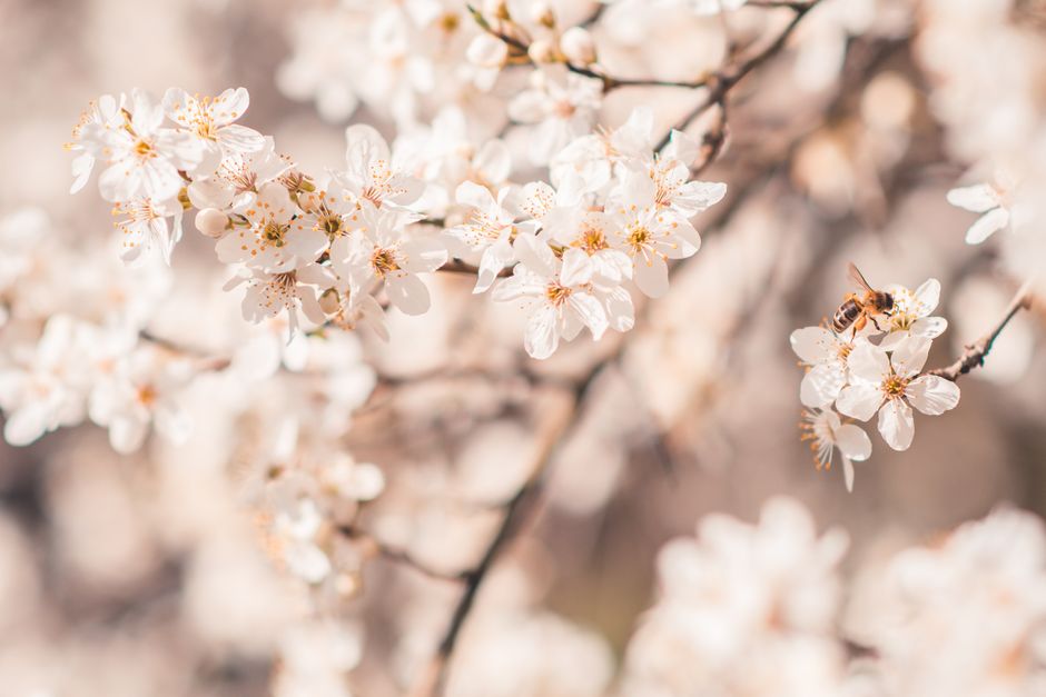 Delicate cherry blossoms with a bee on a sunny spring day, capturing nature's beauty close-up.