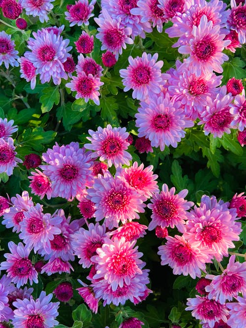 Beautiful Pink Flowers with Green Leaves