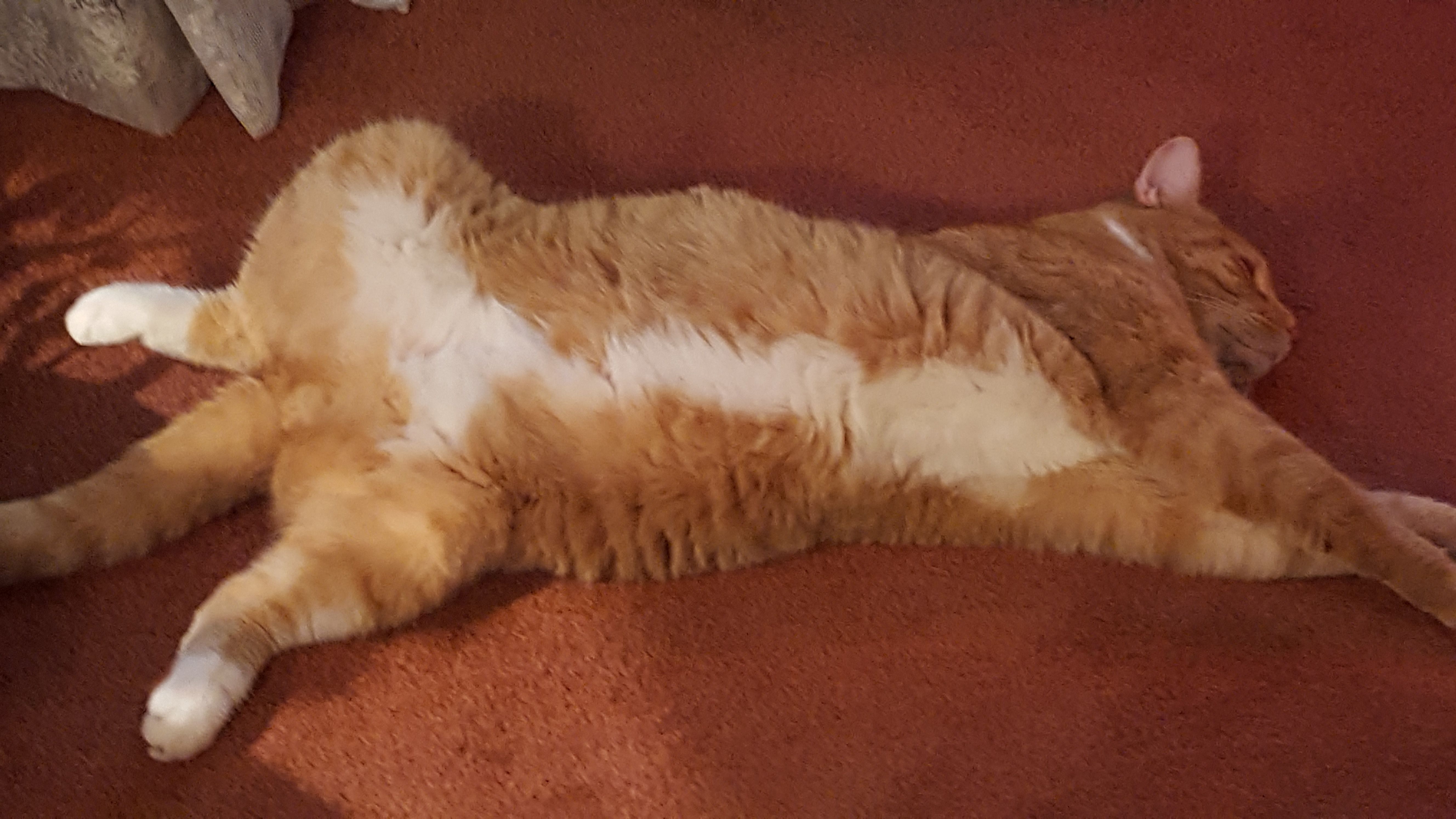 Free Stock Photo Of Eddie