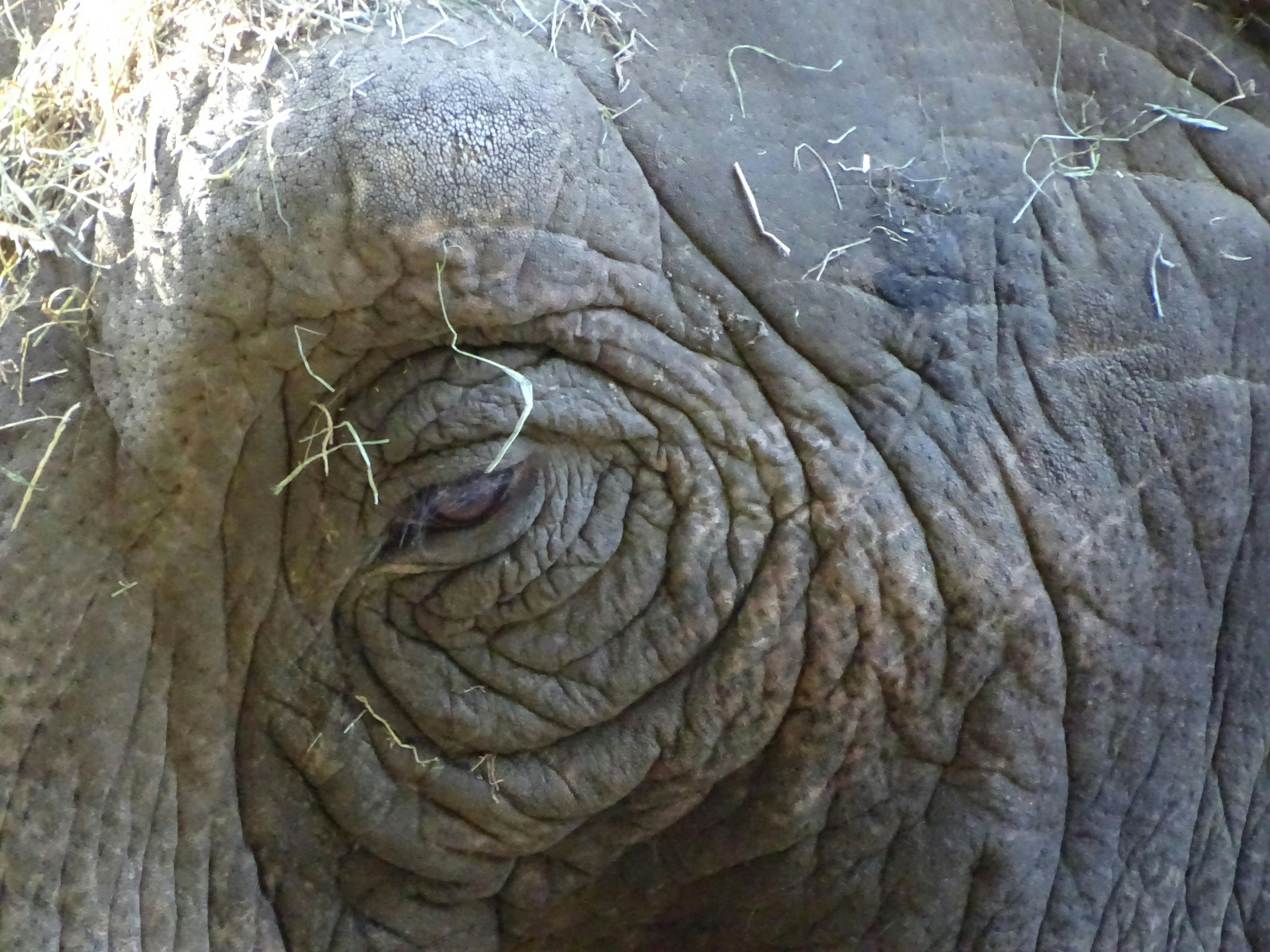 Free stock photo of elephant, Elephants Eye, Elephants head