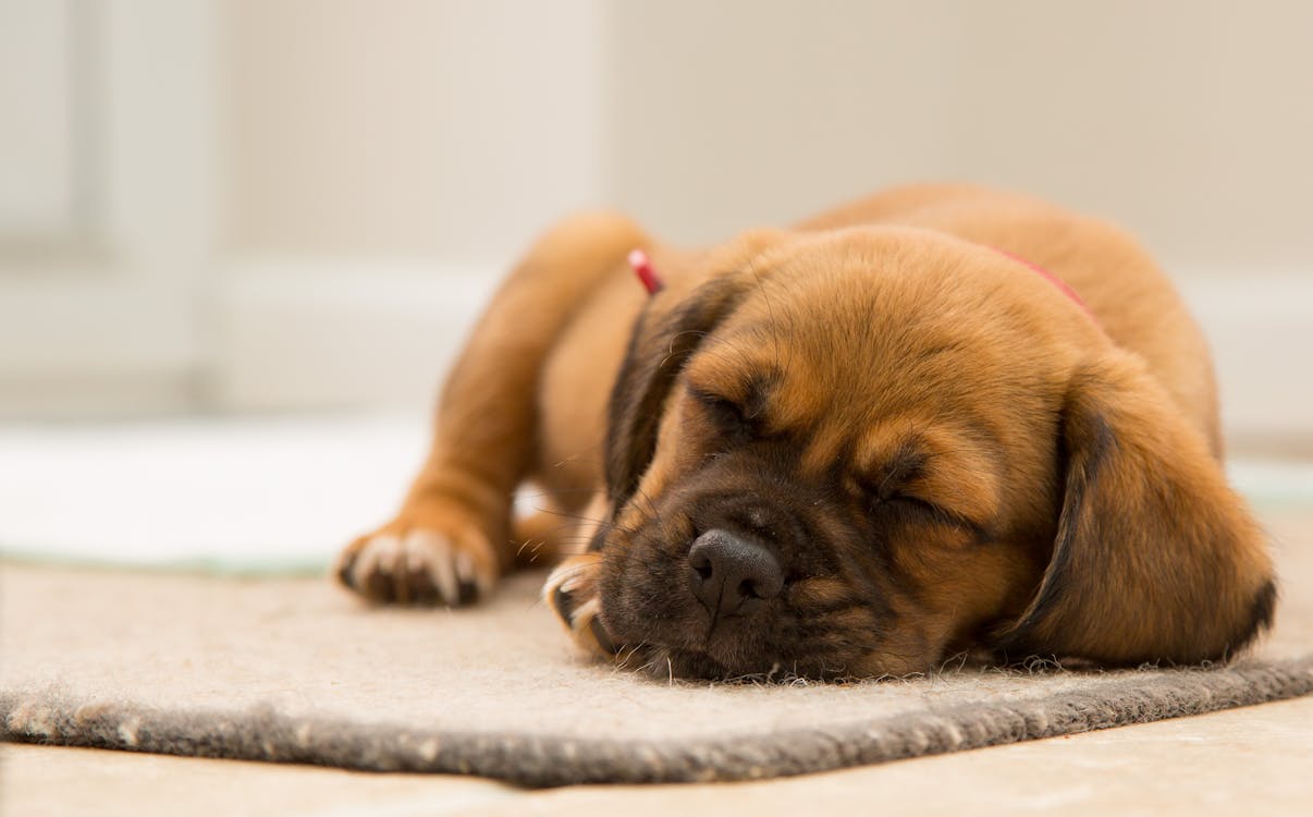 Anak Anjing Coklat Lapis Pendek Tidur Di Atas Tikar Coklat