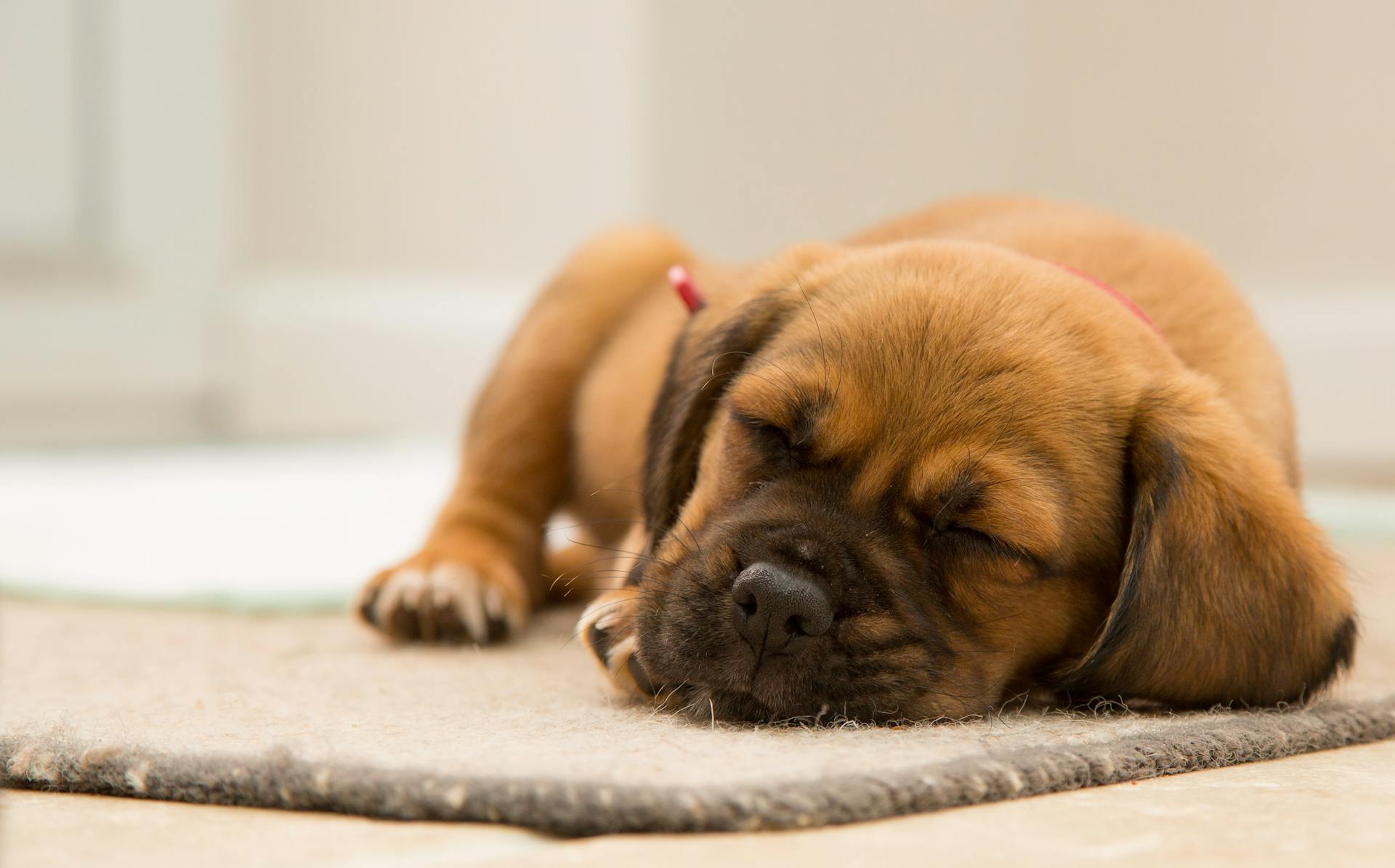 Un chiot brun à poils courts qui dort sur un tapis brun