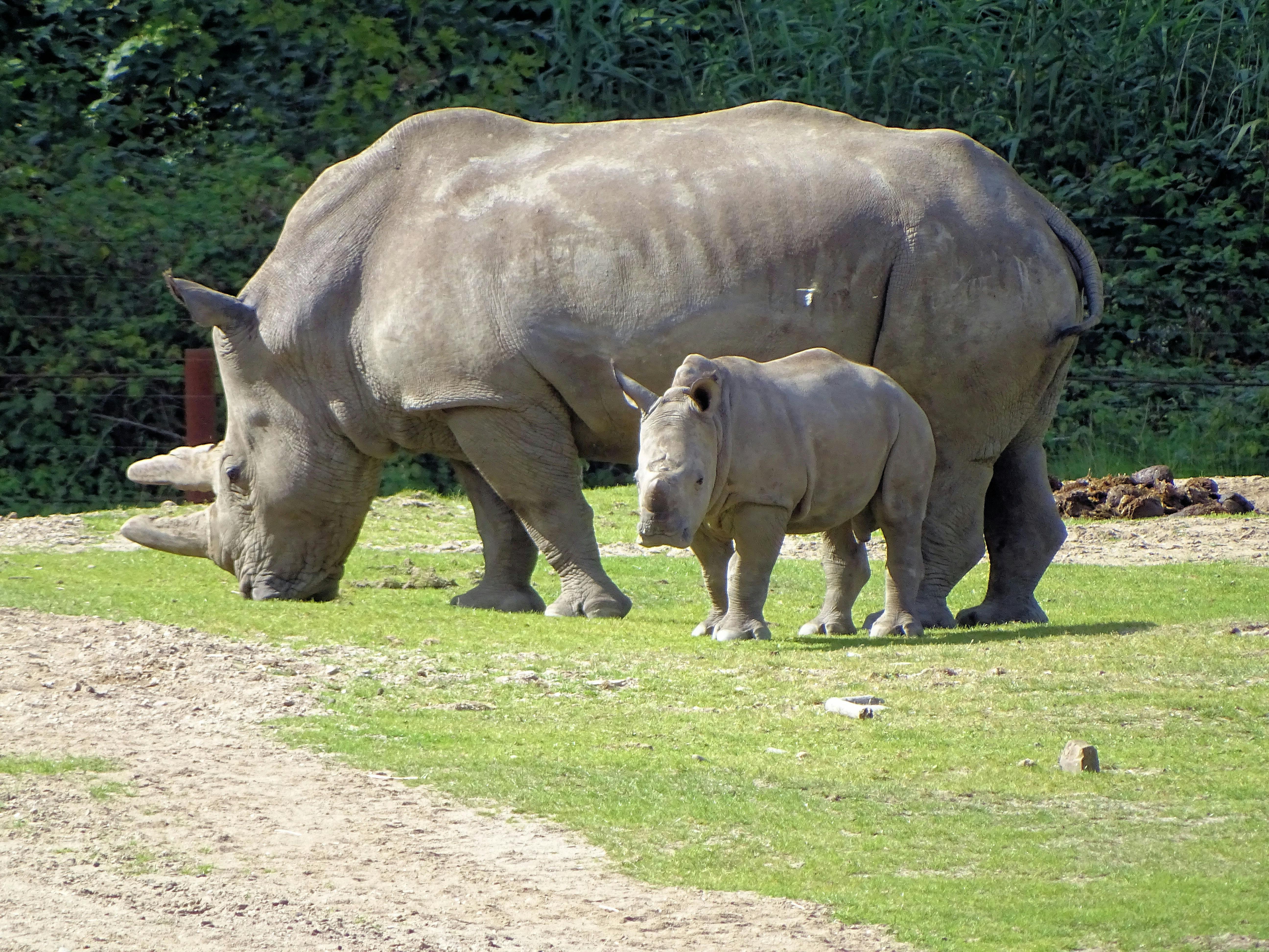 Free stock photo of Rhino and Young