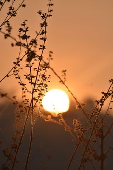 Delicate twigs silhouetted against a vibrant warm sunset for a serene natural scene.