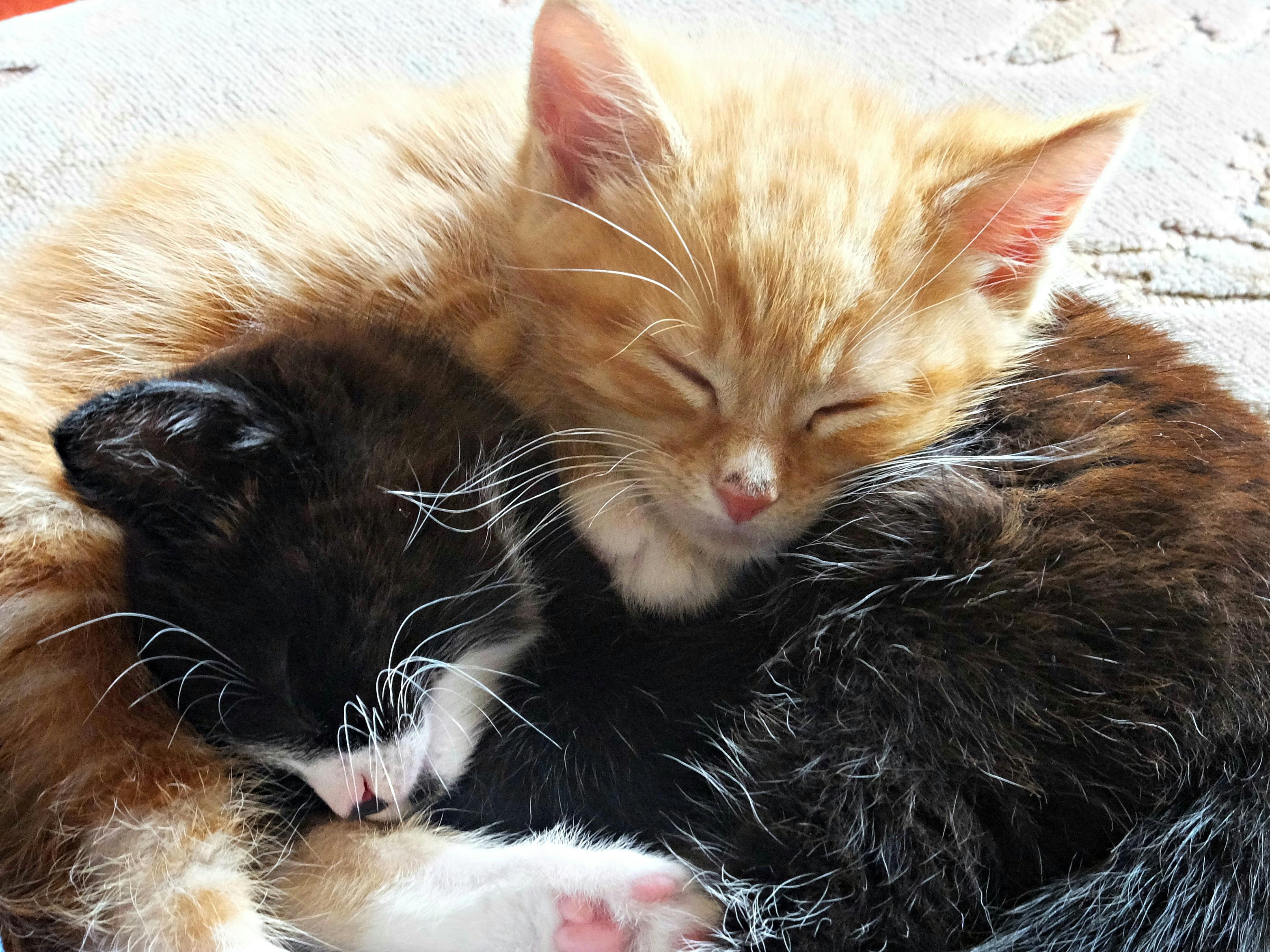 baby black and white cat