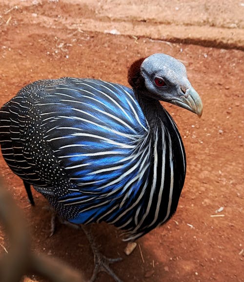 Free Black and Blue Guinea Fowl Stock Photo