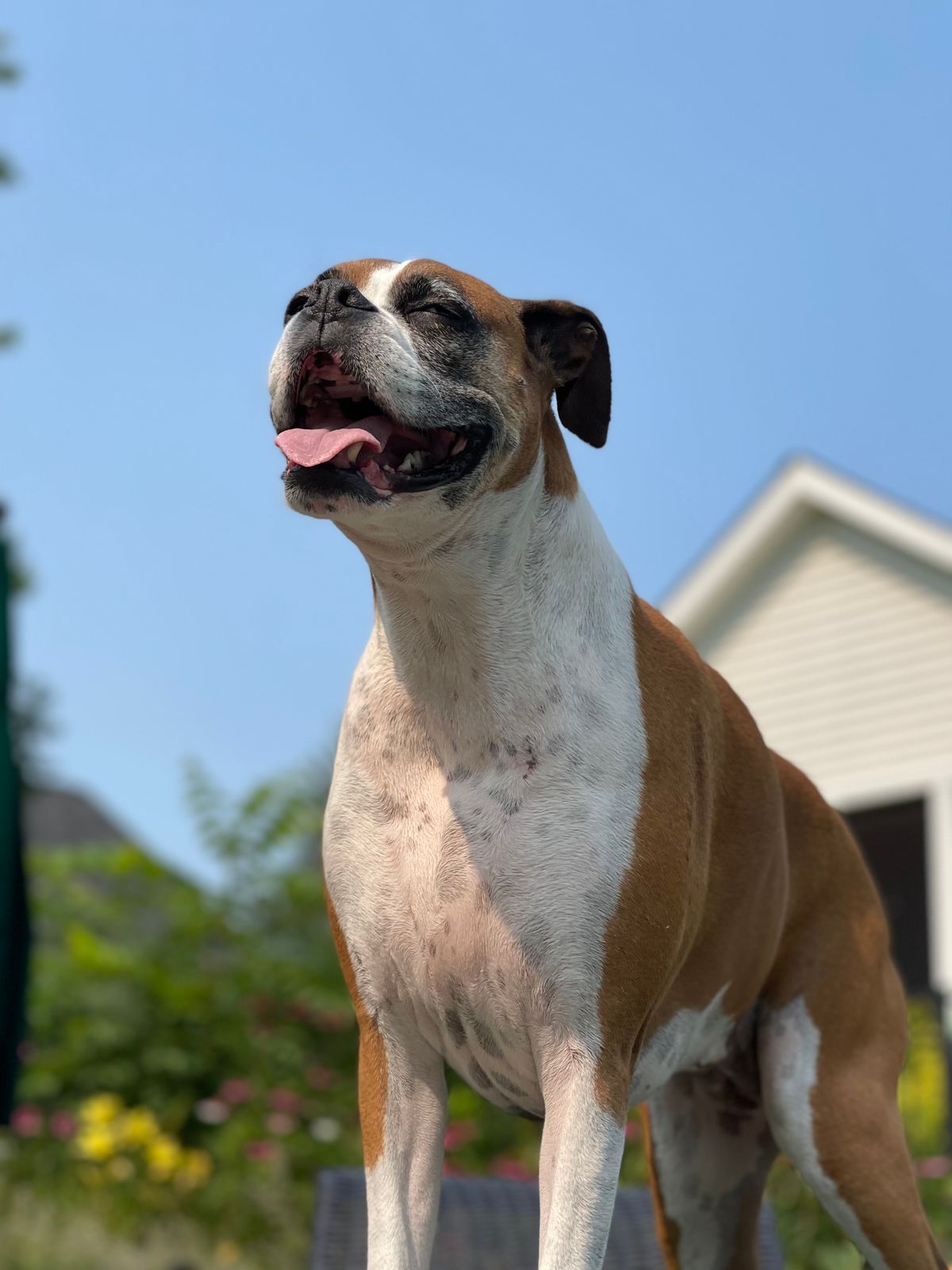Happy Boxer dog standing in a sunny residential yard