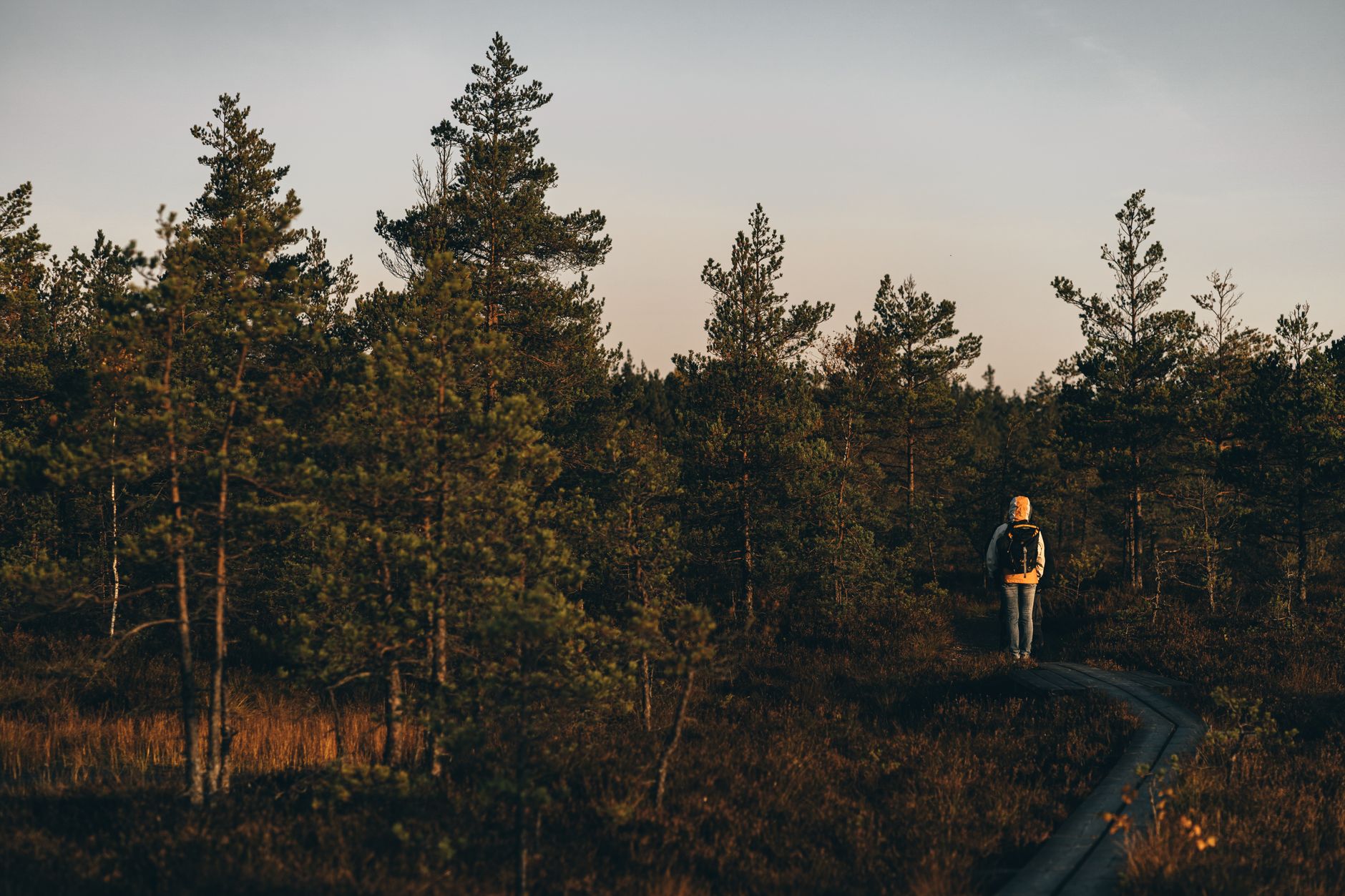 A solitary hiker walks along a peaceful forest path surrounded by lush green trees during sunset.