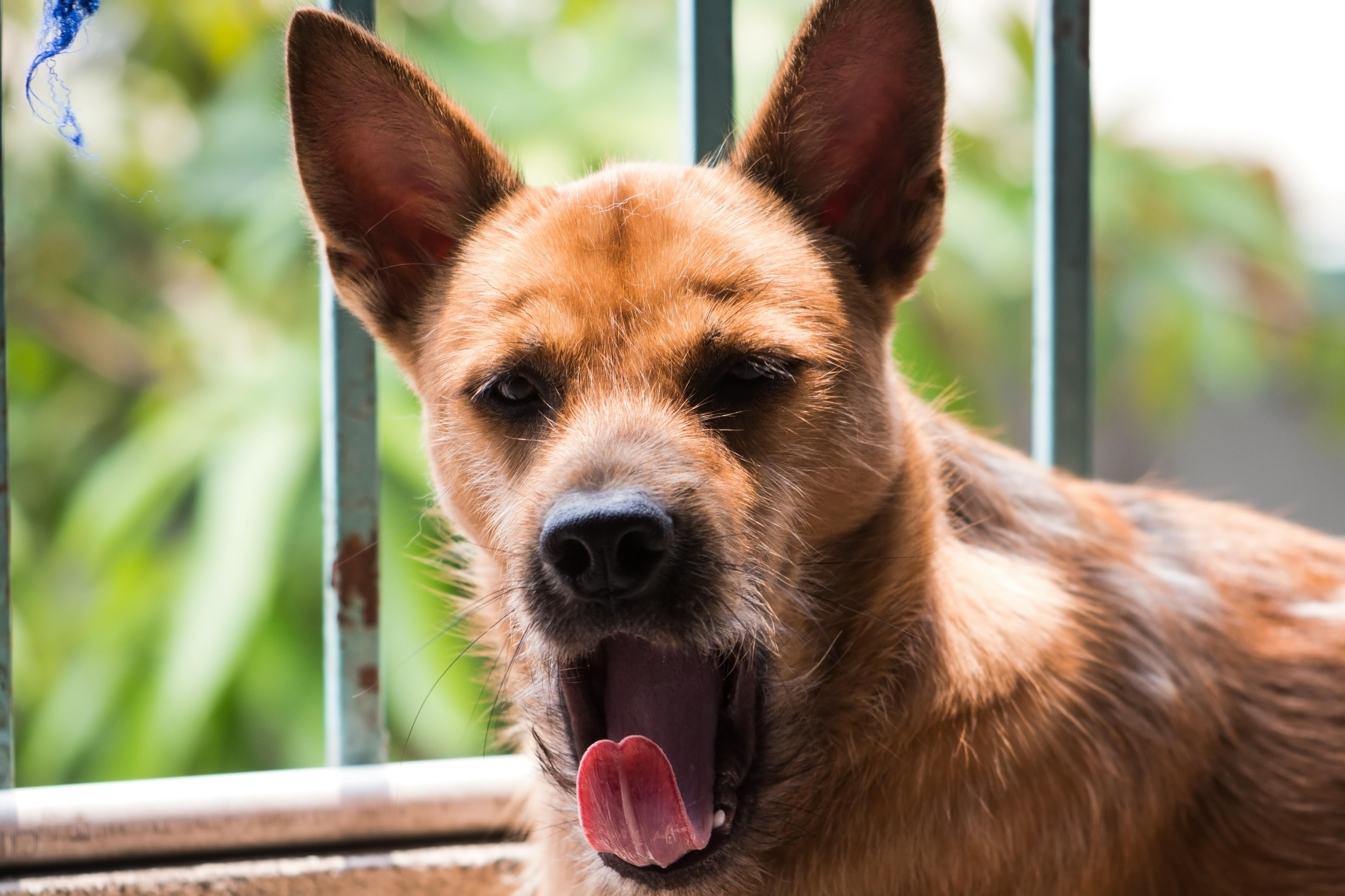 Free stock photo of brown, brown hair, dog