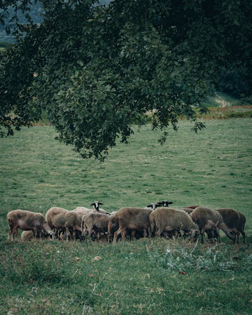 Herd of Sheep on Green Grass Field