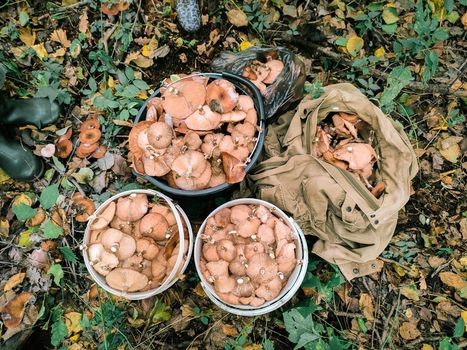 Buckets of freshly harvested mushrooms on the forest floor, showcasing a bountiful autumn foraging haul.