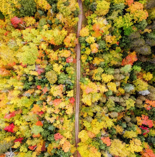 Darmowe zdjęcie z galerii z drzewa, fotografia lotnicza, jesień