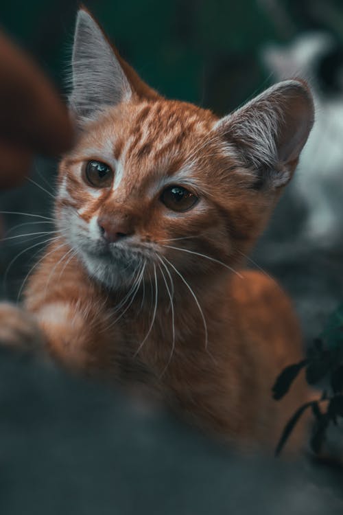 Foto profissional grátis de adorável, animal de estimação, bigodes de gato