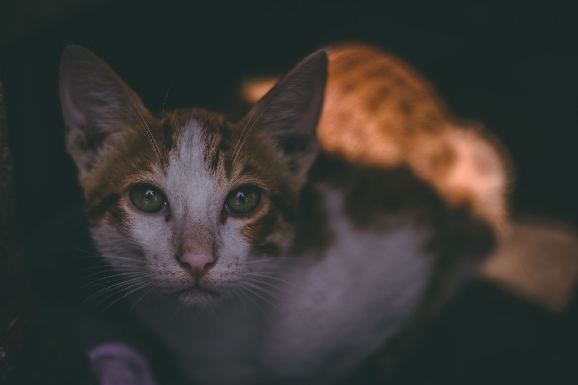 Portrait of a cat at a veterinary clinic