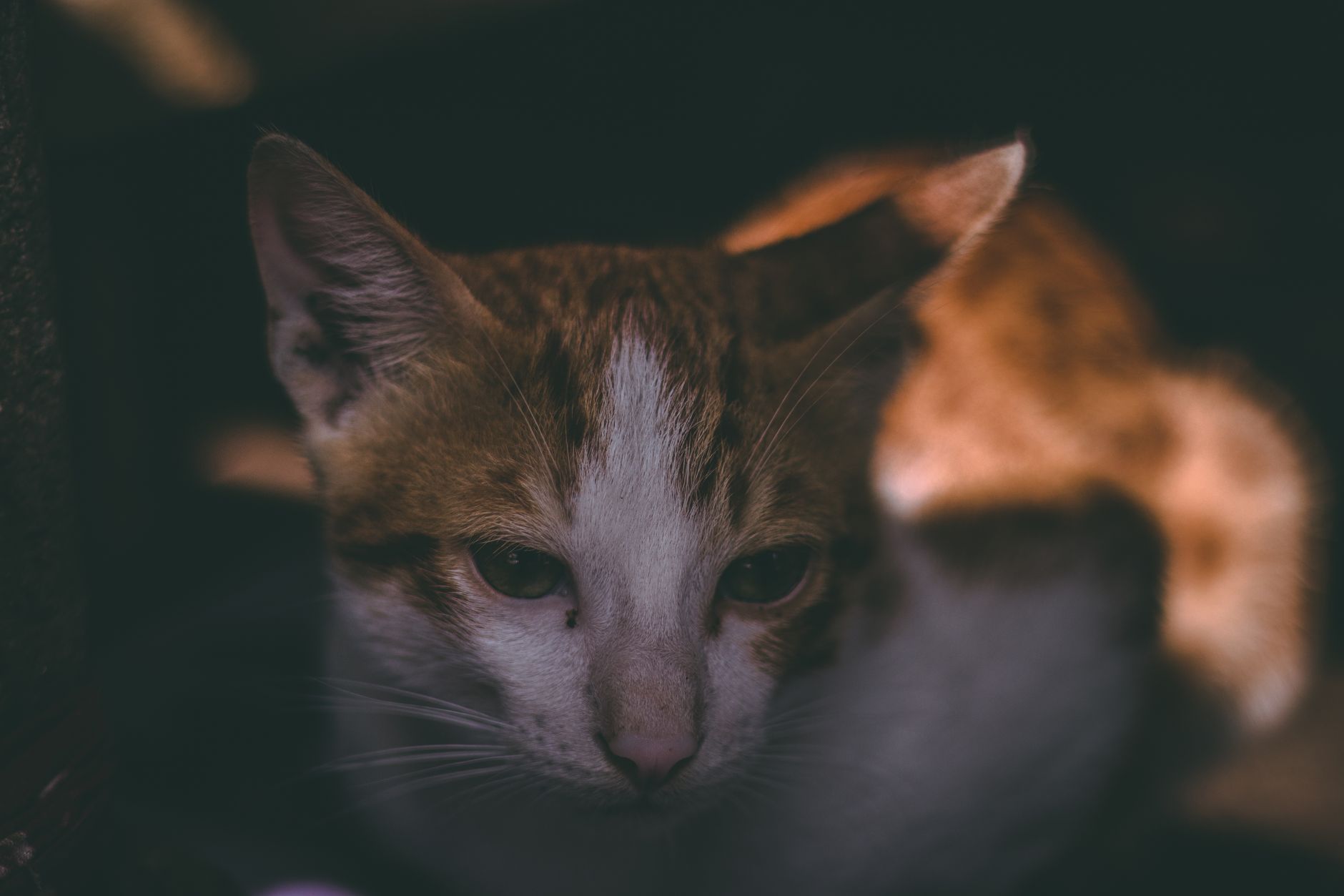 A cat undergoing diagnostic blood testing at a veterinary clinic