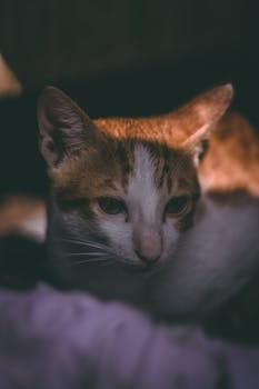 Adorable tabby cat resting indoors with soft lighting.