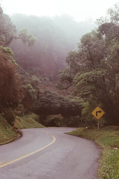 Gray Concrete Road Between Green Trees on a Foggy Day