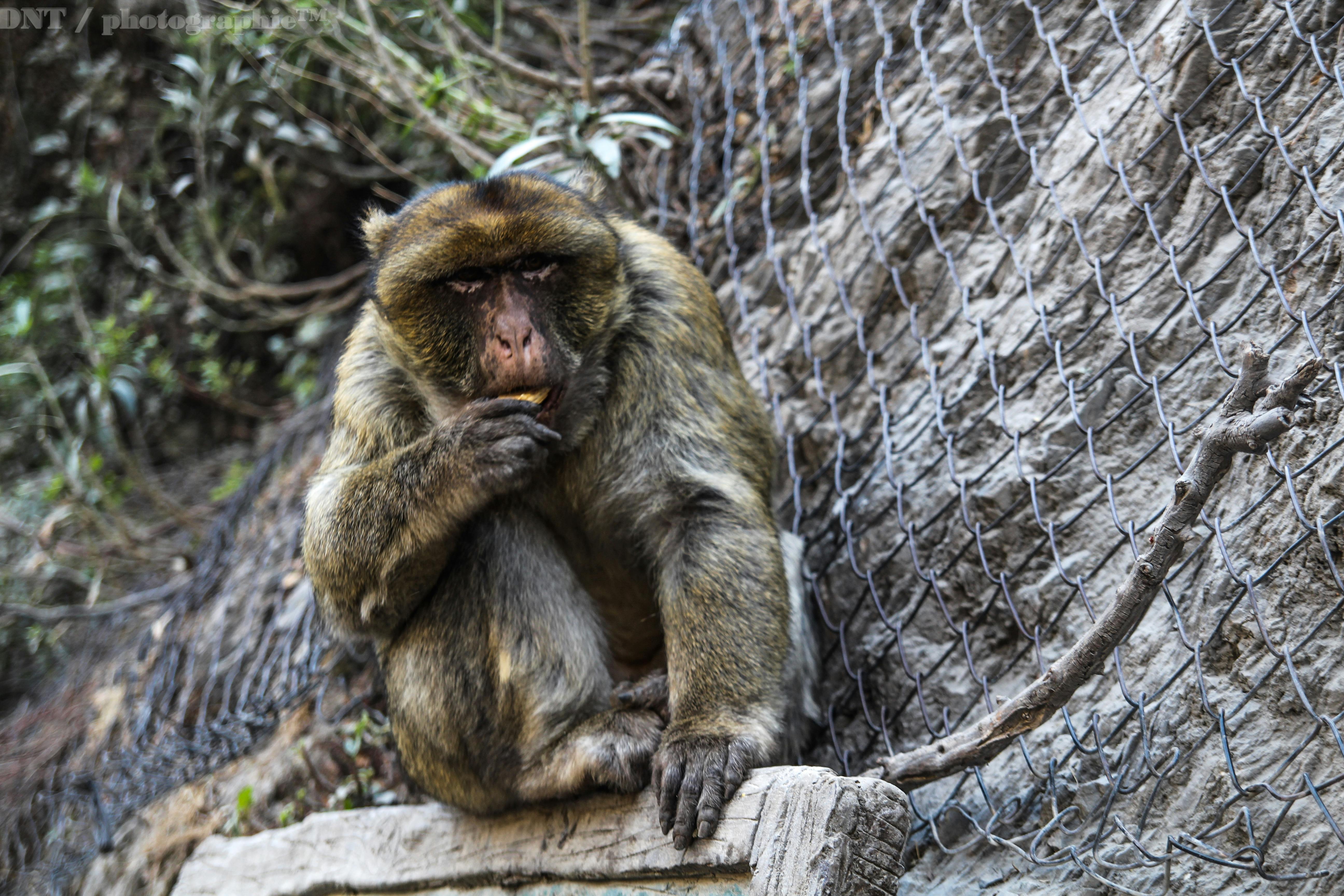 Free stock photo of animal, follow, instagram