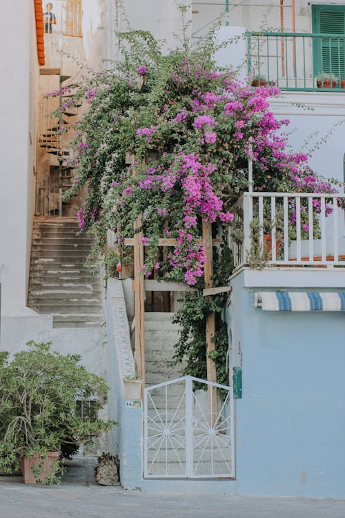 Základová fotografie zdarma na téma balkon, fasáda, květiny