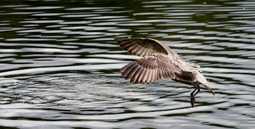 Free A Bird Flying over the Lake Stock Photo