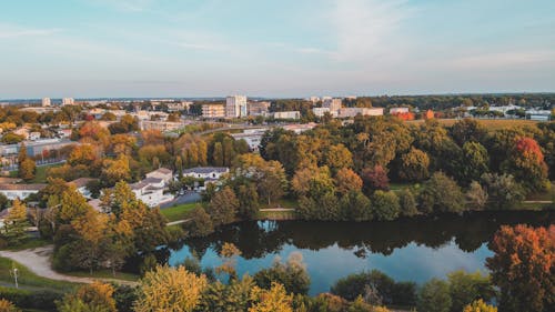 Aerial View of Green Trees Near the Lake