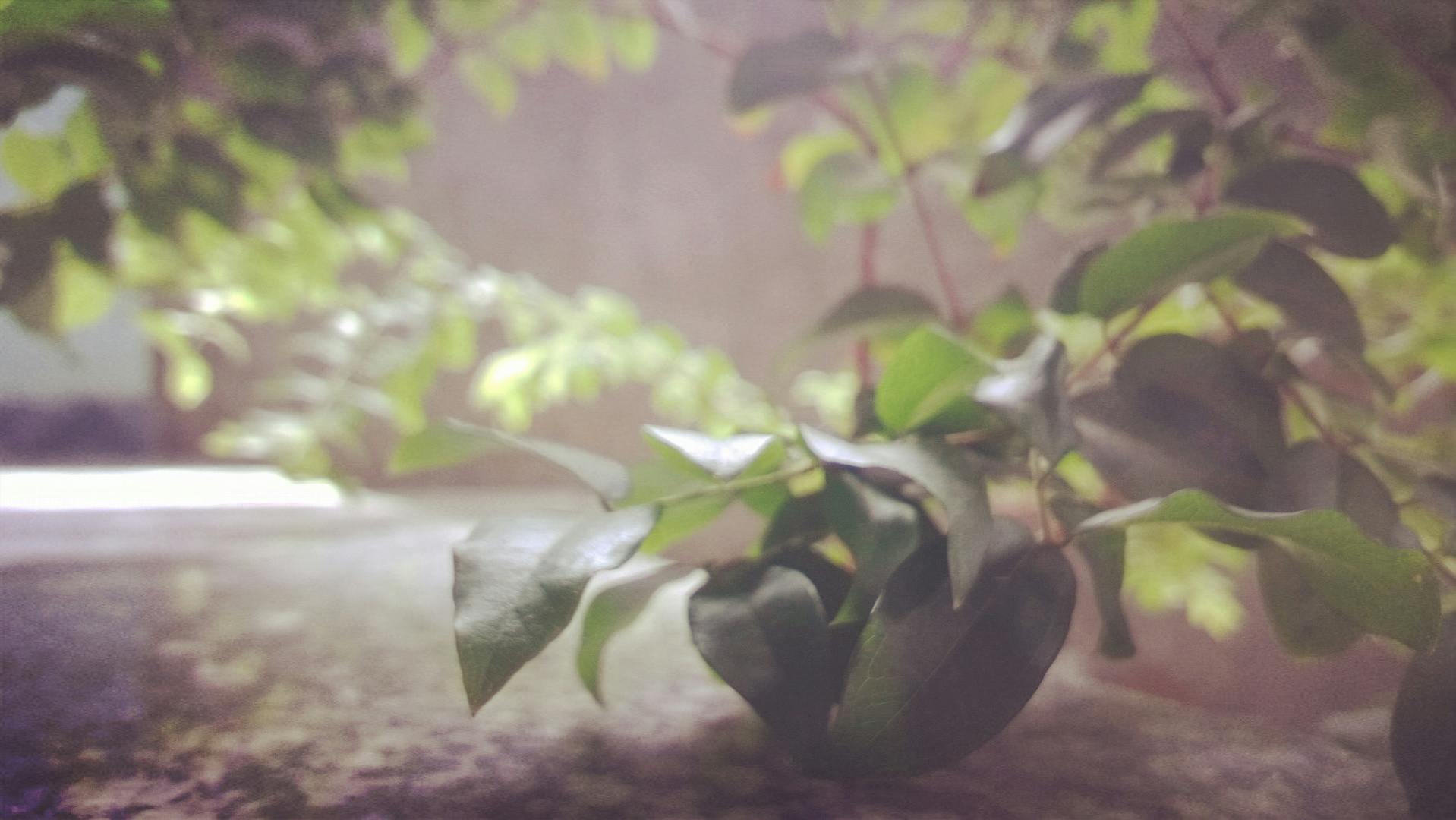 Free stock photo of bonsai, decorative plant, plants