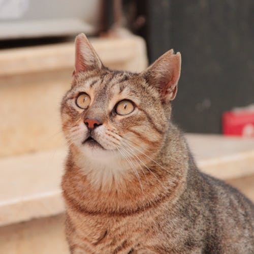 Close-Up Shot of a Brown Tabby Cat