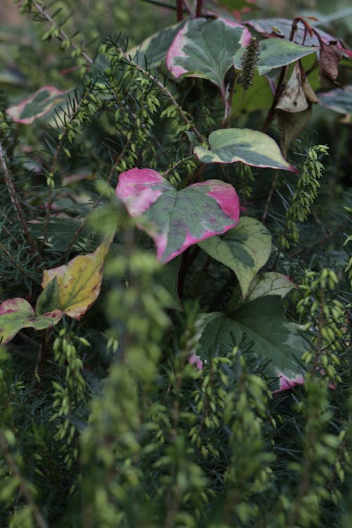 Kostnadsfri bild av anläggning, botanik, botanisk