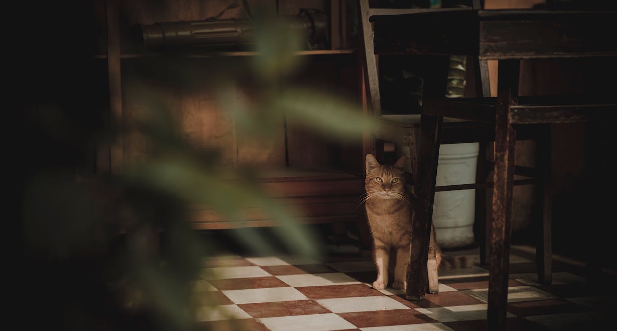 Photographie De Chat Près De La Chaise