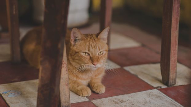 一只可爱的姜黄色虎斑猫躺在瓷砖地板上，就在椅子下面