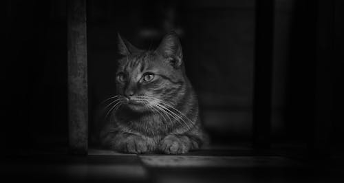 Free Monochrome Photography of Cat Stock Photo