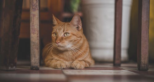 Foto Van Orange Tabby Cat